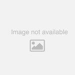 Patent Litigation and Strategy
